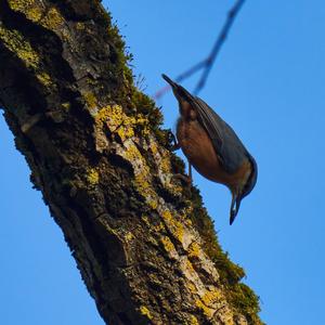 Wood Nuthatch