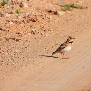 Calandra Lark