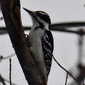 Hairy Woodpecker