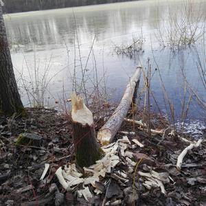 Eurasian Beaver