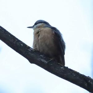 Wood Nuthatch