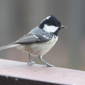 Coal Tit