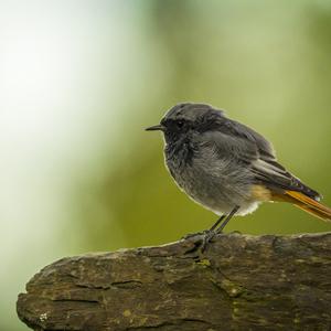 Black Redstart