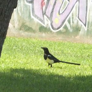 Black-billed Magpie