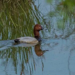 Common Pochard