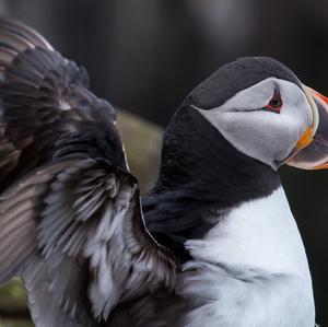 Atlantic Puffin