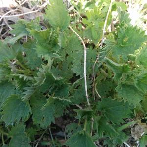 LargeStinging Nettle