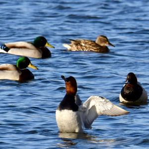 Common Pochard