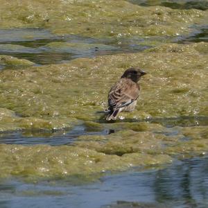 Eurasian Linnet