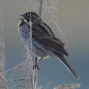 Reed Bunting