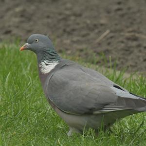 Common Wood-pigeon