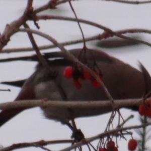 Bohemian Waxwing