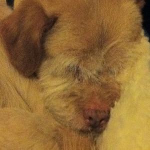 Unknown Breed