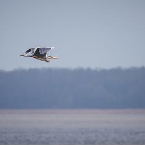 Grey Heron