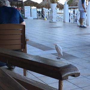 Cattle Egret