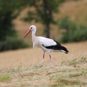 White Stork