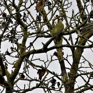 Eurasian Green Woodpecker