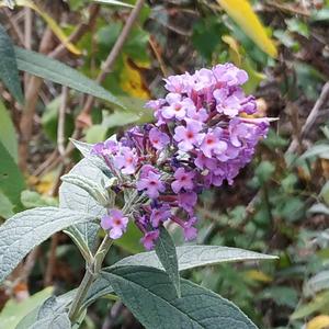 Butterfly-bush