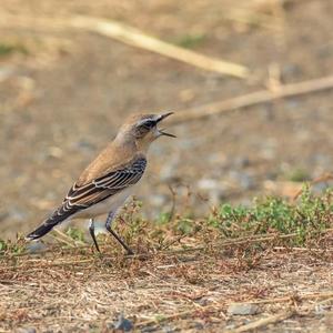 Northern Wheatear