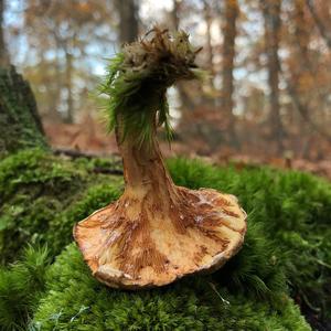 Poison Paxillus