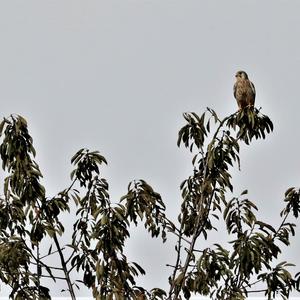 Common Kestrel