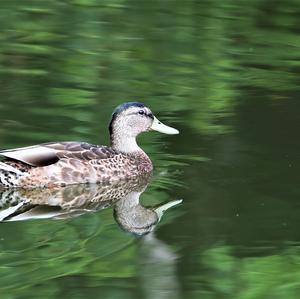 Mallard