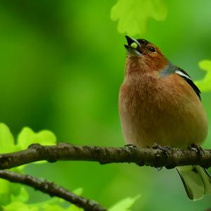 Eurasian Chaffinch