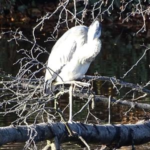 Grey Heron