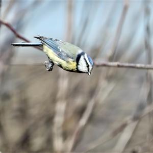 Blue Tit