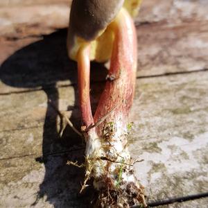 Red-cracked Bolete