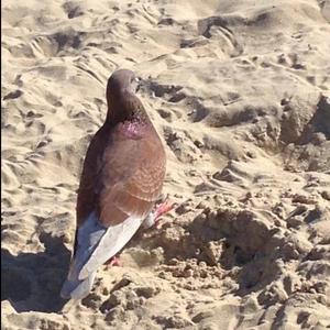 Rock Pigeon