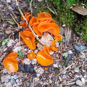 Orange Peel Fungus