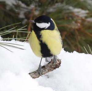 Great Tit