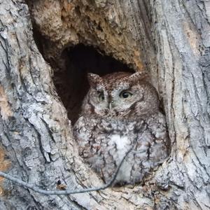 Eastern Screech-owl