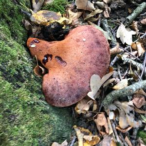 Beefsteak Polypore