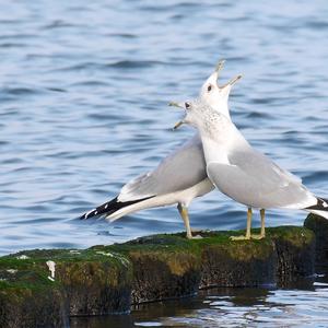 Lesser Black-backed Gull