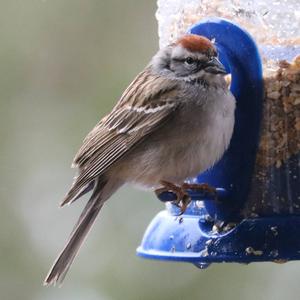 Chipping Sparrow