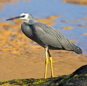 White-faced Heron