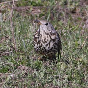 Mistle Thrush