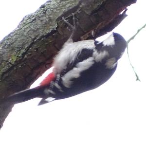 Great Spotted Woodpecker