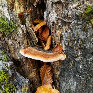 Resinous Polypore