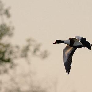 Common Shelduck