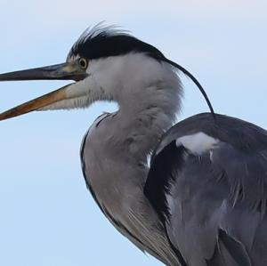 Grey Heron