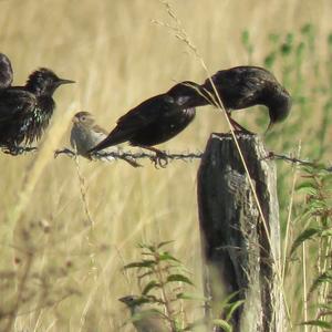 Common Starling