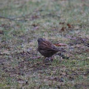 Hedge Accentor