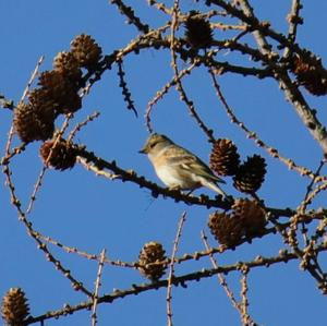 Brambling