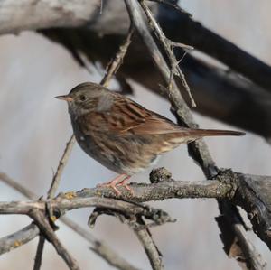 Hedge Accentor