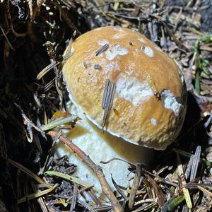 King Bolete