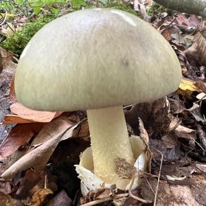 Death Cap