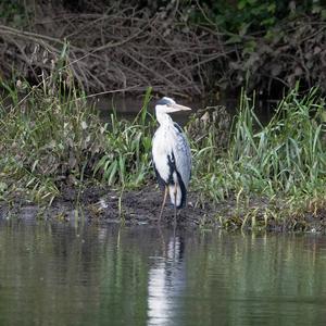 Grey Heron